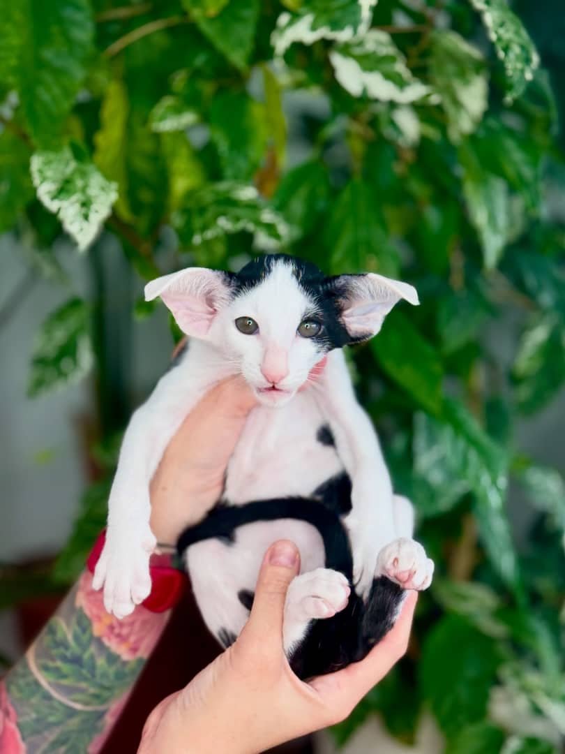 Luna - Oriental Shorthair Kitten